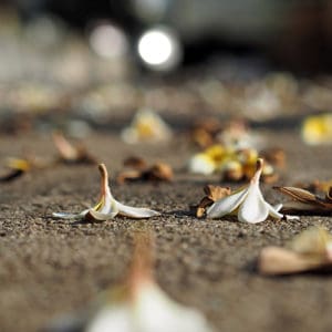 הלוויה טובה